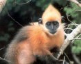 /album/resim-galerisi/alt%c4%b1n-ba%c5%9fl%c4%b1-langur-jpg/